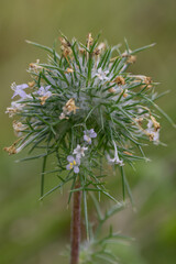 Sharp! Needle-Leaved Navarretia (Navarretia intertexta). Finley National Wildlife Refuge, Oregon