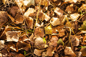 golden autumn leaves on the ground in sunlight macro photography, background and wallpaper, horizontal frame