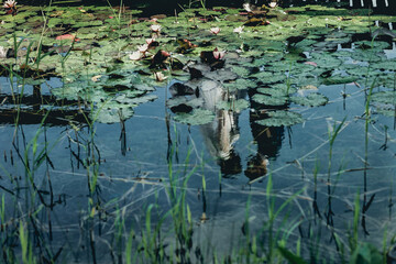 water lily in the pond, bride and groom reflection in water
