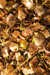 golden autumn leaves on the ground in sunlight macro photography background and wallpaper
