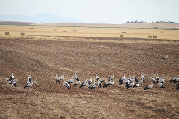 Fototapeta na wymiar Group of white storks (Ciconia ciconia) gathered in the fields of Castilla at the end of the summer before starting the migration to the south.