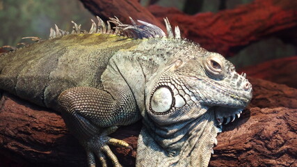 Awesome iguana