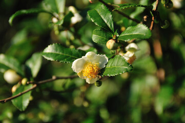 お茶の花