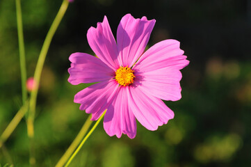 Fototapeta premium コスモス