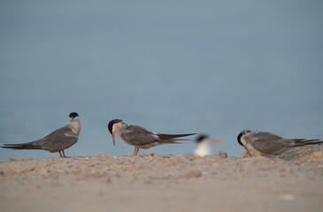White-cheeked Terns at Busaiteen coast, Bahrain. Bokeh of Greater crested tern are at the backdrop.