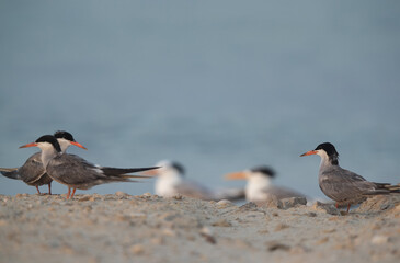 White-cheeked Terns at Busaiteen coast, Bahrain. Bokeh of Greater crested tern are at the backdrop.