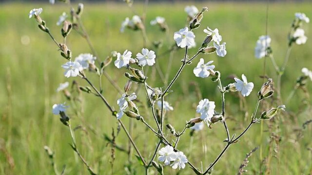 Slow motion white campion flower