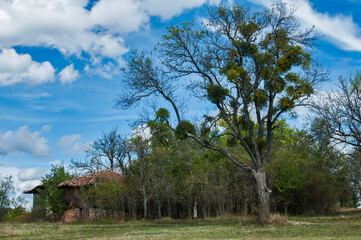 Old rural country farm house landscape in sunny summer day