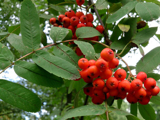 small bright red berries hanging on a bunch of twigs
