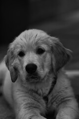 Golden Retriever Welpe