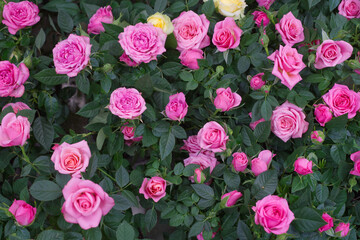 many pink and white roses in green leafs