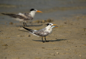 Greater Crested Tern with a fish catch for mate at Busaiteen coast, Bahrain