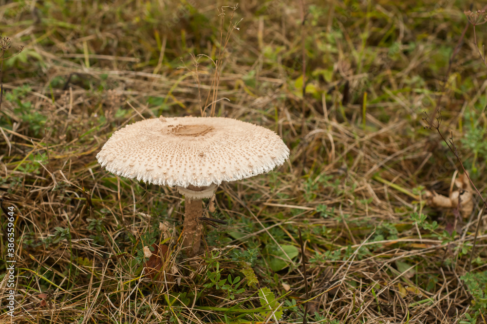 Wall mural Parasol mushroom Macrolepiota procera closeup on meadow grass