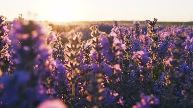 Large purple lavender field with blooming at sunset of day slow motion slide. Moment wind sways flowers of lavender and bees gather nectar. View of field of large bushes of lavender. Relax. Lens flare
