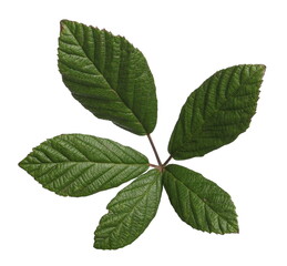 Blackberry leaves, green foliage isolated on white background with clipping path