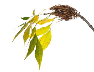 European ash seeds and leaves, (Fraxinus excelsior) isolated on white background with clipping path