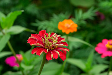 Zinnia elegans flowers , common zinnia or elegant zinnia in the garden.