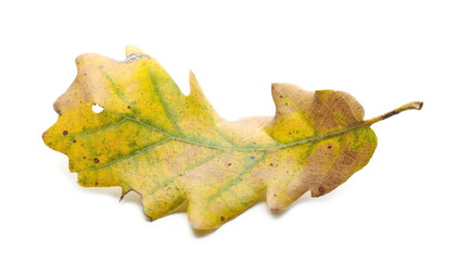 Autumn oak leaf isolated on white background 