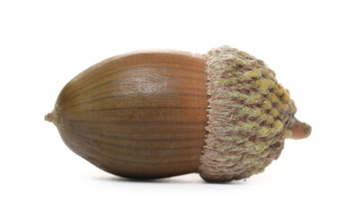 Brown acorn, oak nut isolated on white background