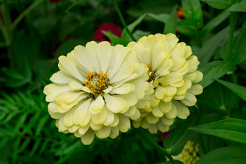 Zinnia elegans flowers , common zinnia or elegant zinnia in the garden.