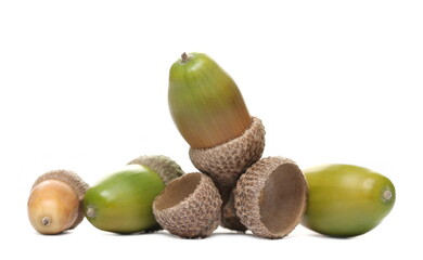 Young acorns pile isolated on white background