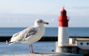 Fototapeta na wymiar portrait de goéland devant un phare en Bretagne