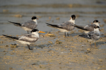 Greater Crested Terns resting at Busaiteen coast, Bahrain