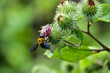 生産者の間では日本人の2割しか見たことがないといわれる「ゴボウの花」