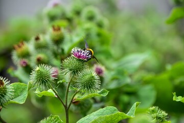生産者の間では日本人の2割しか見たことがないといわれる「ゴボウの花」