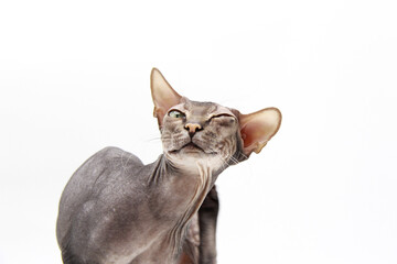 Funny gray hairless cat Sphinx with raised paw, scratching his neck on a white background. Copy space.