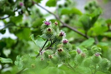 生産者の間では日本人の2割しか見たことがないといわれる「ゴボウの花」