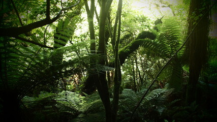 mystical forest in New Zealand
