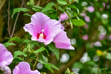 ムクゲには一重咲きと八重咲きがありますが、どちらも季節感あふれるきれいな花姿です