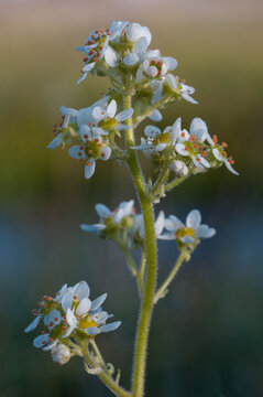 Oregon Saxifrage (Saxifraga oregana)
