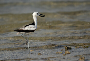 Crab plover resting on one leg at Busaiteen coast, Bahrain