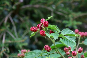 ラズベリーのジャムは美味しくて有名ですが果実は甘みと酸味が調和して香りがあり、生食にも向いています