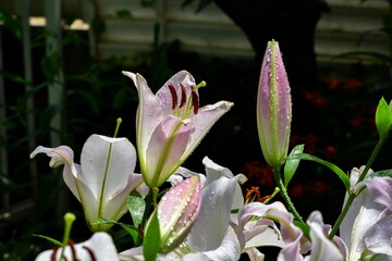 花の中でも大きくて堂々としているスカシユリ（アジアティック ハイブリッド）はユリの中で一番丈夫で作りやすく、日当たりと風通しのよい場所に植えておくと何年間も咲き続けます。