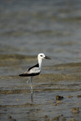 Crab plover at Busaiteen coast, Bahrain
