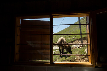 The cow look at the behind the wooden window from black sea 
plateau.