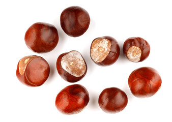 Brown chestnut fruit on a white background