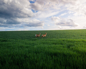 Deers in the middle of a field