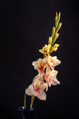 pink and white gladiolus on a black background