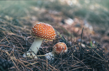 Red poisonous autumn mushrooms. Beautiful natural autumn landscape