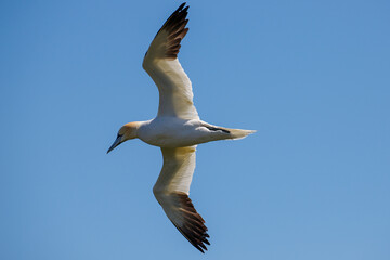 Fototapeta premium Gannet in flight