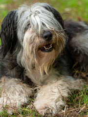 Naklejka na ściany i meble Polish Lowland Sheepdog sitting on wooden bench and showing pink tongue. Selective focus on a nose. Portrait of cute big black and white fluffy long wool thick-coated dog. Funny pet animals background