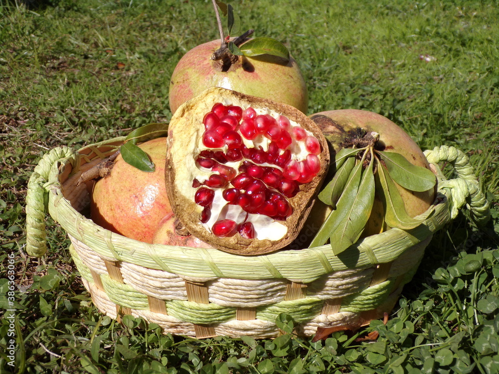 Wall mural 
basket with pomegranate fruits over a meadow