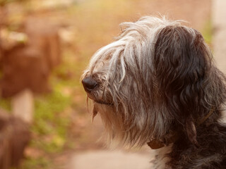 Polish Lowland Sheepdog sitting on wooden bench and showing pink tongue. Selective focus on a nose. Portrait of cute big black and white fluffy long wool thick-coated dog. Funny pet animals background