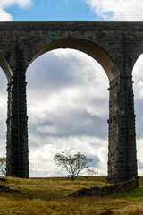A lone tree under the Ribblehead Viaduct