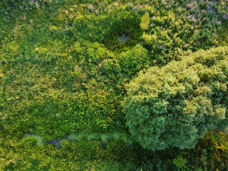 Aerial view of summer landscape, field with trees and stream.