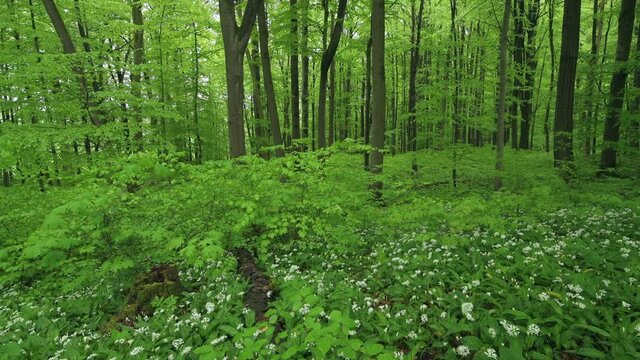 White ramson flowers, Hainich National Park, Thuringia, Germany